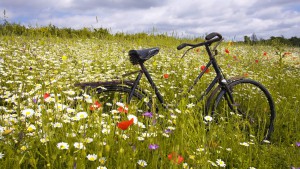 Bike-in-Wildflower-Meadow